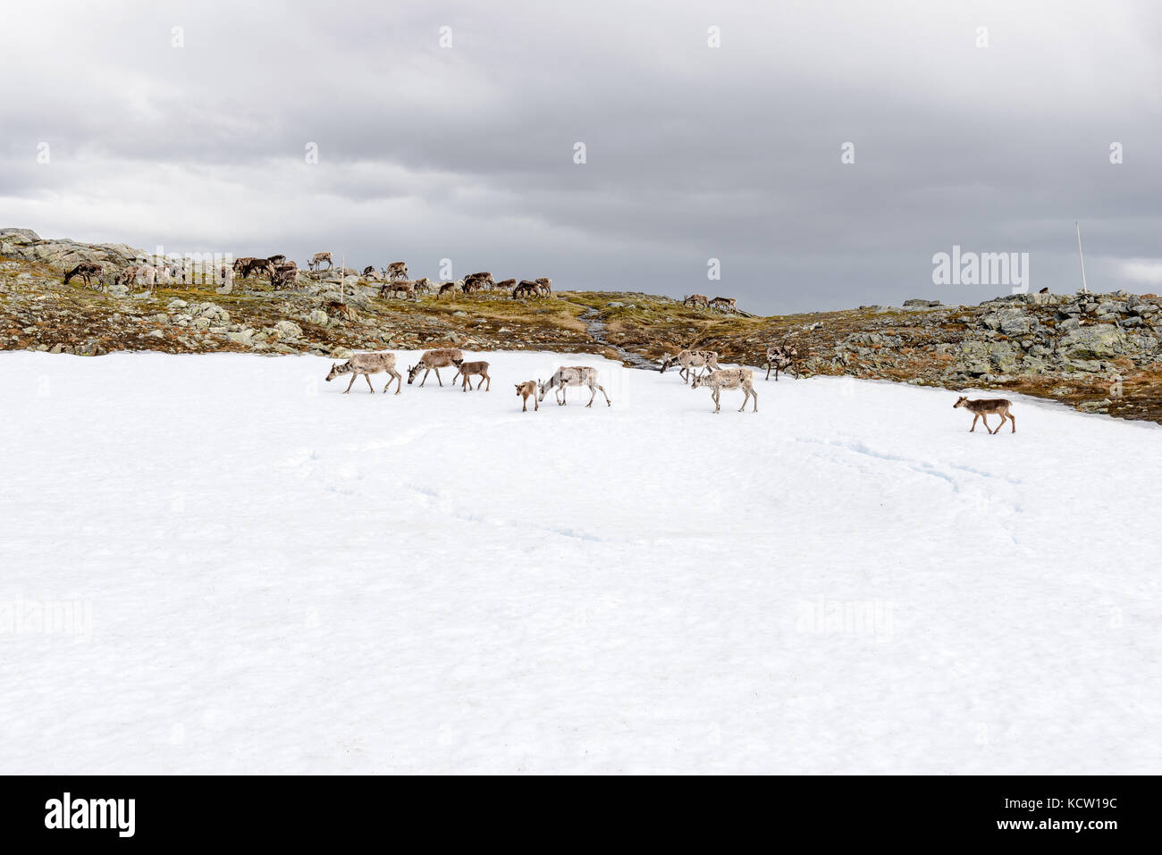 Picture is taken on a hike up Kjølen (mountain). Group of reindeer. Kvaløya, Tromsø, Norway. Stock Photo