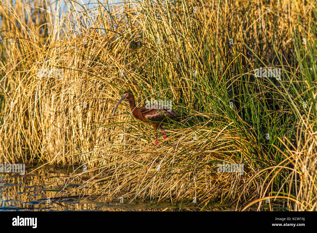 White-faced Ibis (Plegadis chihi) Bright, colorful bird, in the shoreline reeds its natural habitat, Frank Lake, AB, Canada Stock Photo