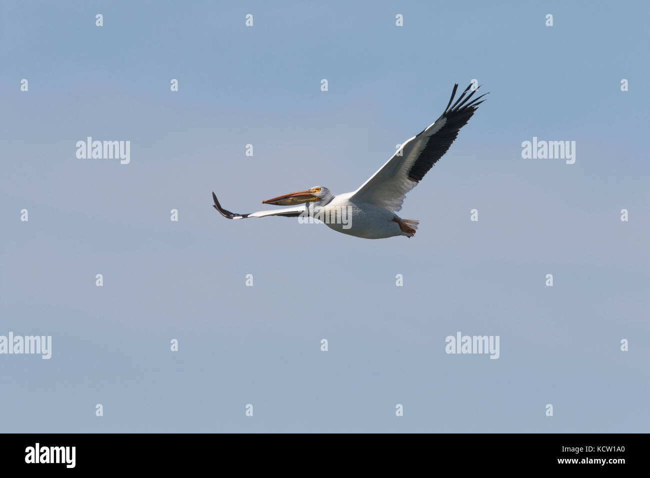 American white pelican birds hi-res stock photography and images - Alamy