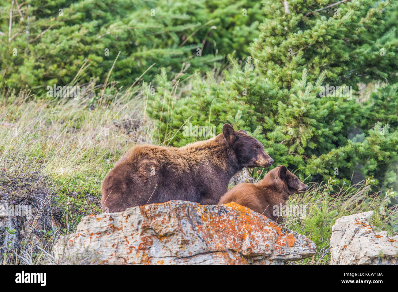 Black Bear (Ursus americanus) Female Black Bear, with cub, on look out