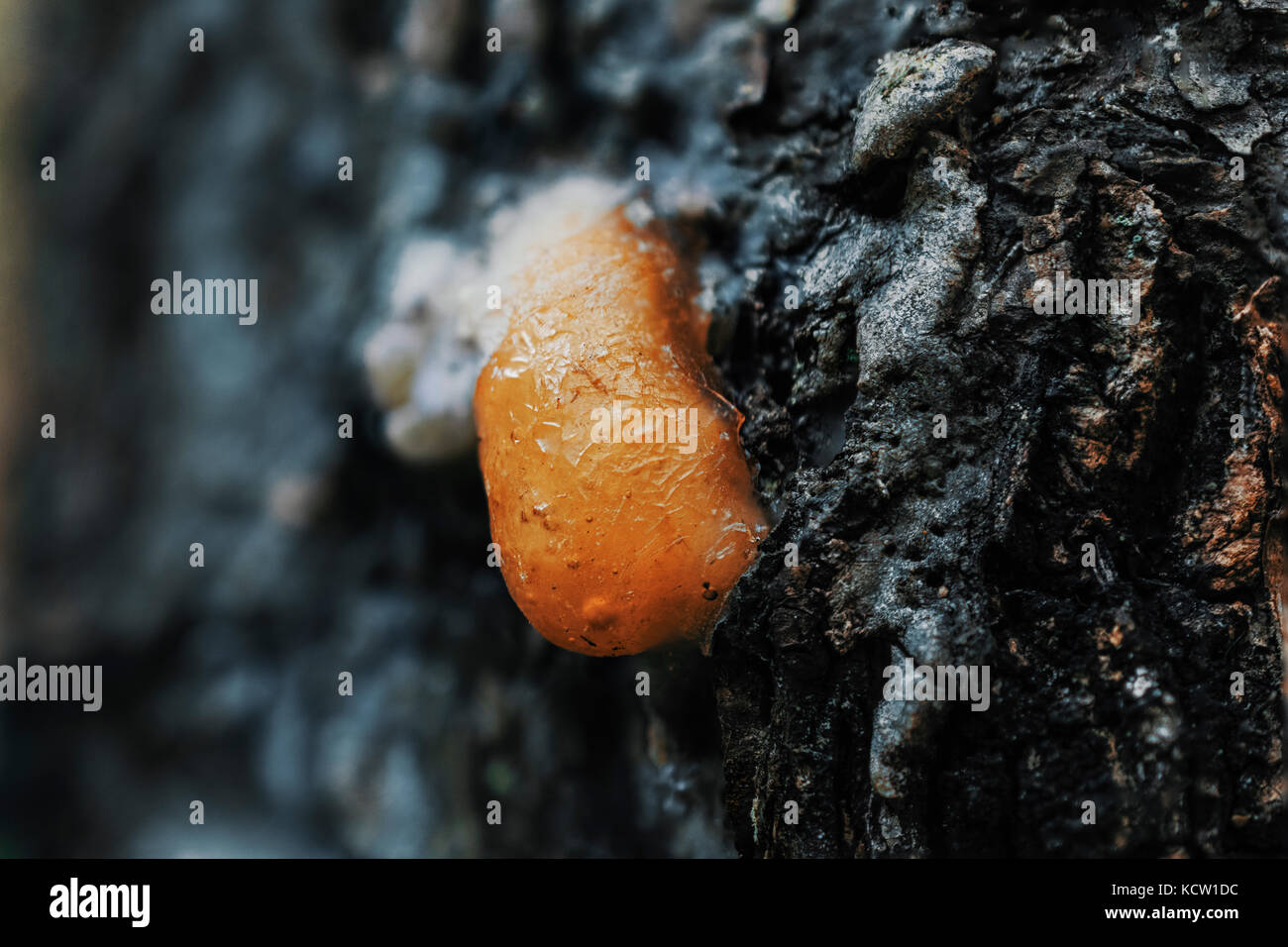 Extreme Close-Up Of Dried Orange Amber Resin With Air Bubbles On Tree Bark Stock Photo