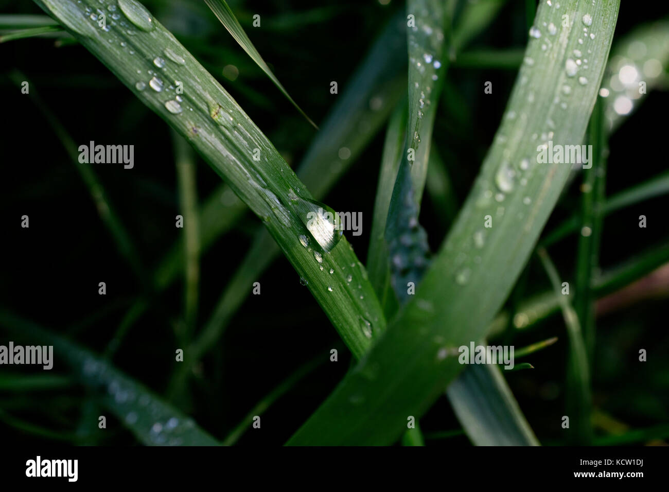 Fresh Dew Drops On Blades Of Grass During Sunrise Stock Photo