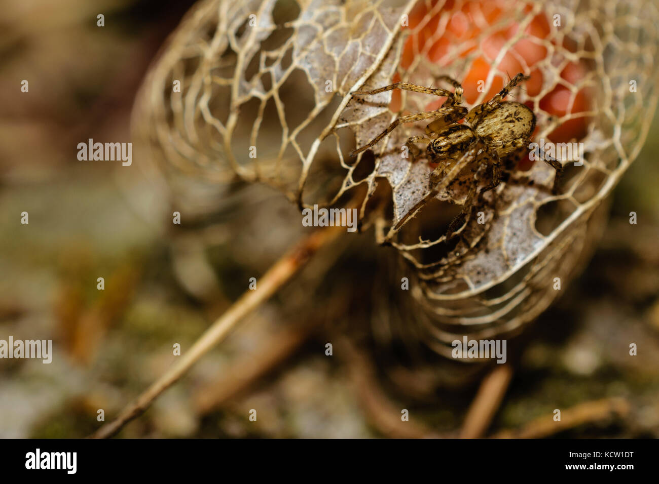 Extreme Close-Up Of Cute Small Spider On Dried Chinese Lantern Plant Or Physalis Alkekengi Looking At The Camera Stock Photo
