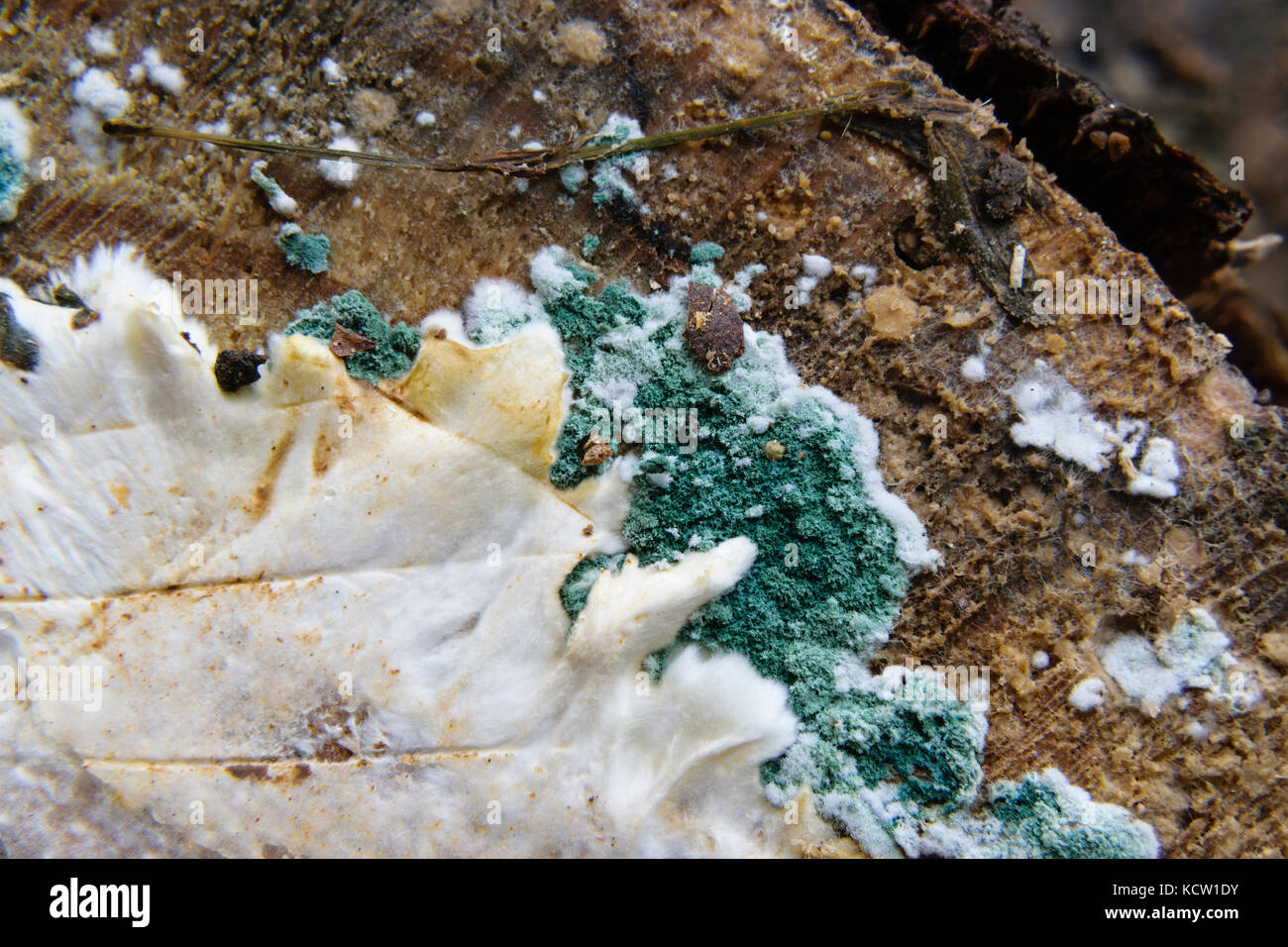 A white slime mould moving across a log Stock Photo - Alamy