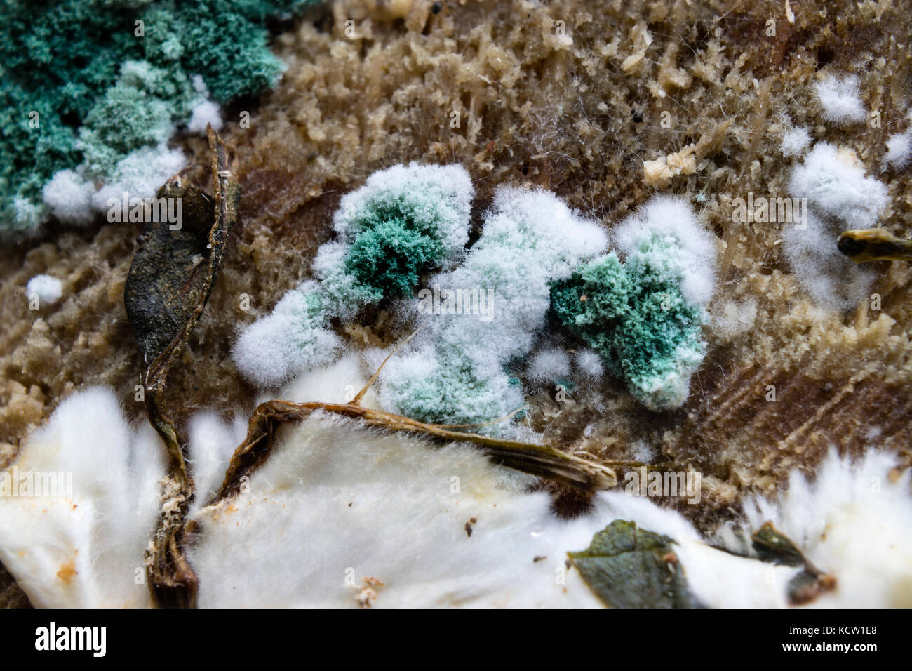 Fungal mold hires stock photography and images Alamy
