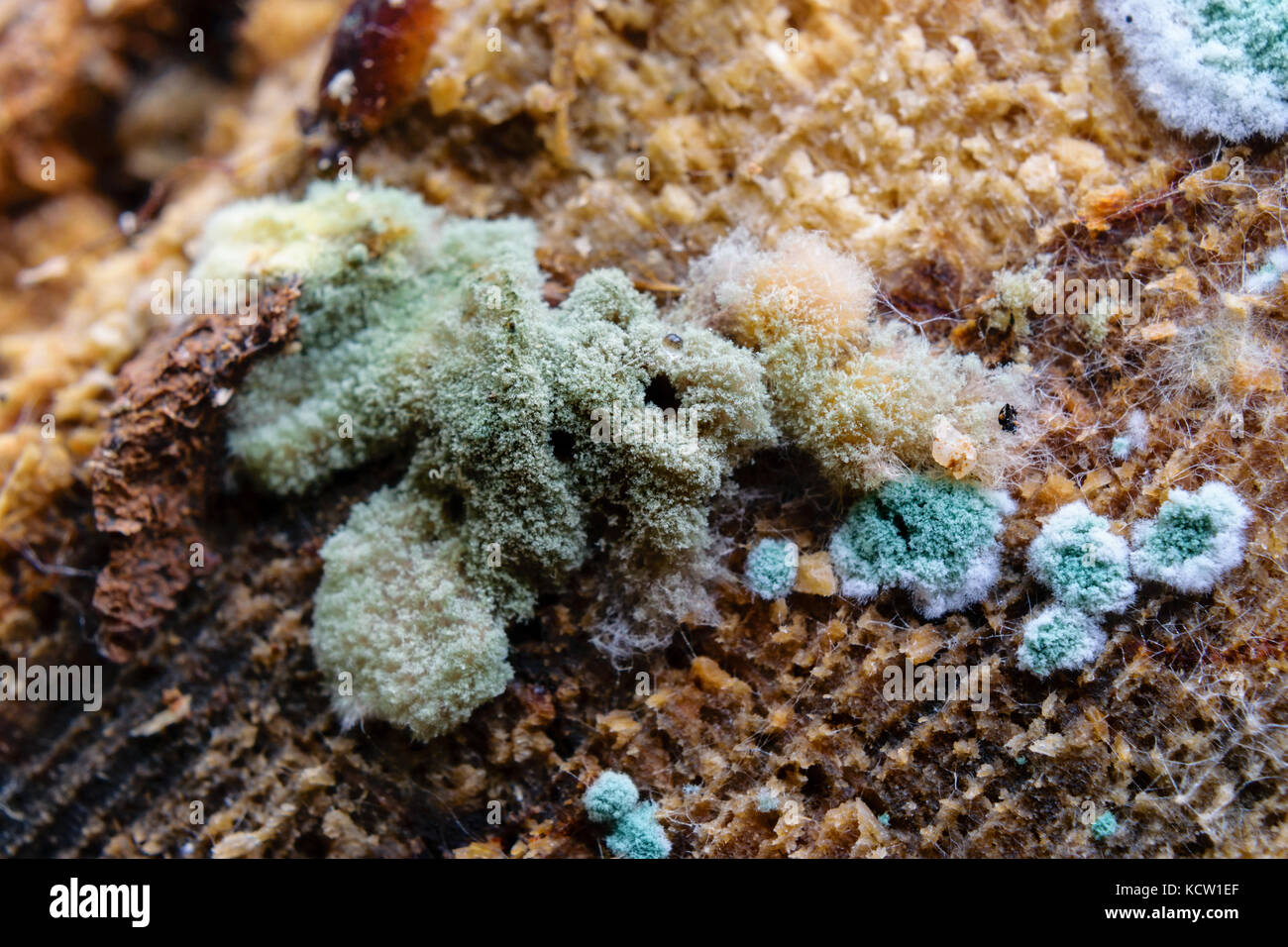 Extreme Close-Up Of Brown And Blue Mold Growing On Wood Stock Photo