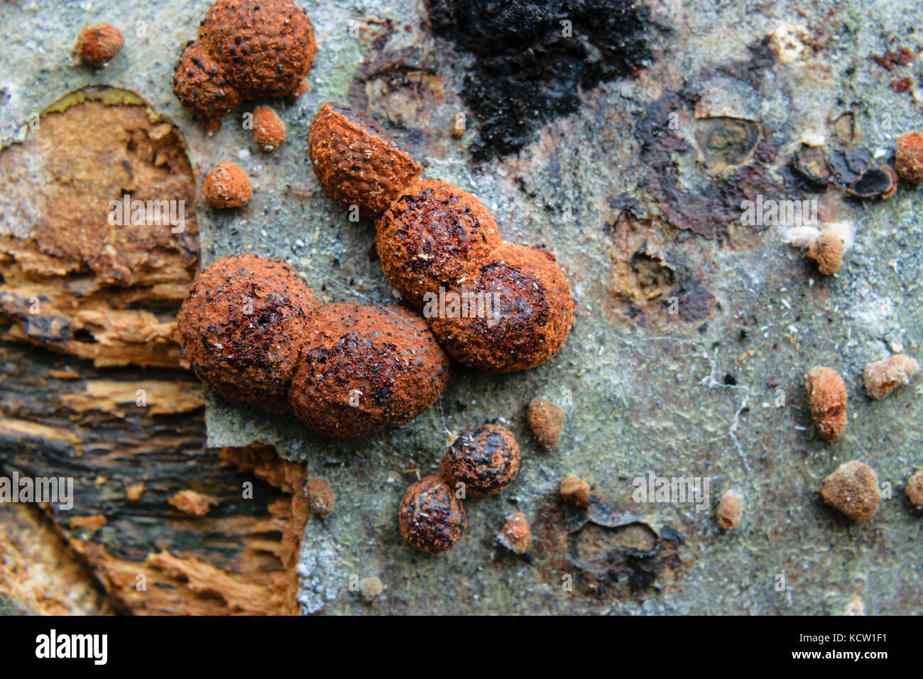 High Angle View Of Beech Woodwart Fungi Or Hypoxylon Fragiforme On Tree Bark Stock Photo