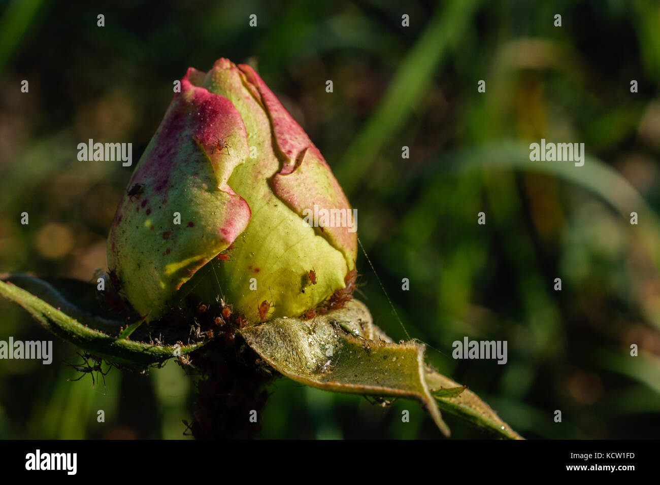 Larvae and aphids hires stock photography and images Alamy