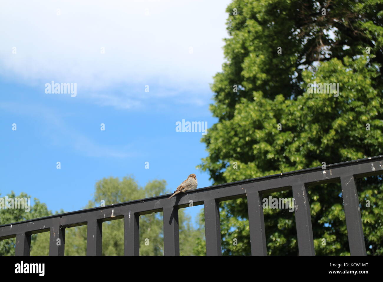 BIRD SITTING ON THE GATE Stock Photo