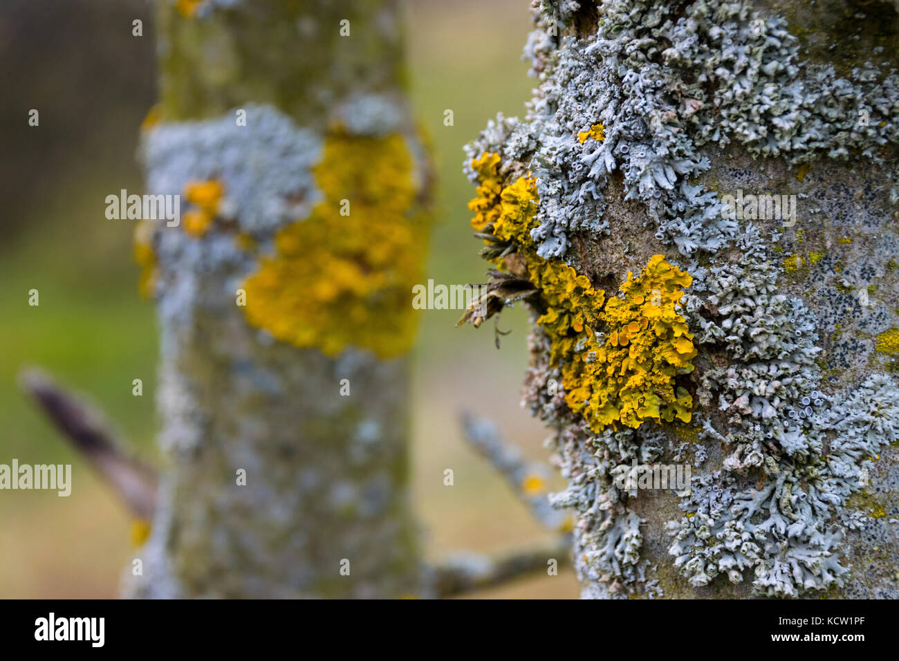 Close-Up Of Yellow Xanthoria Parietina And Blue Lichen Growing On Branch Stock Photo