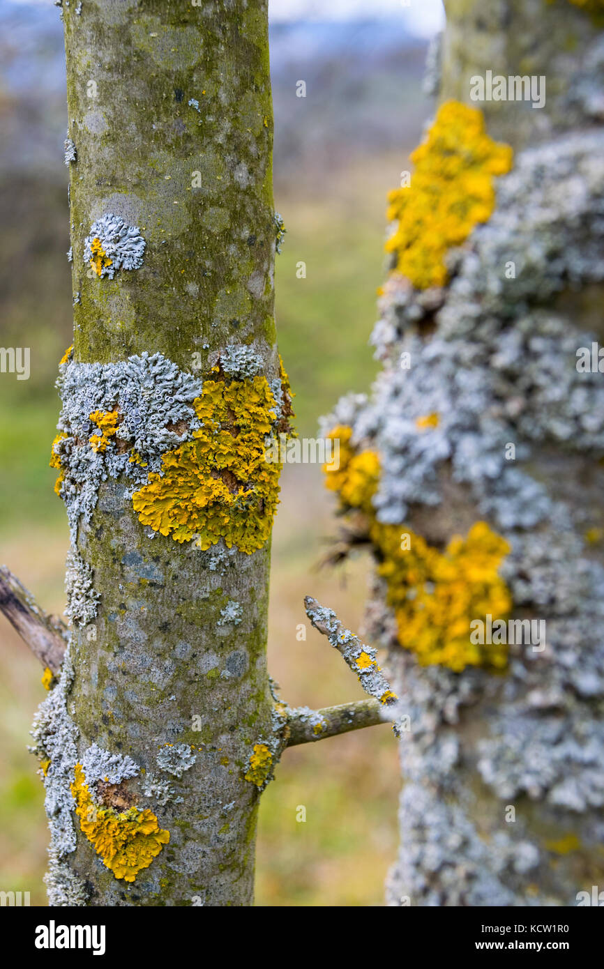 Close-Up Of Yellow Xanthoria Parietina And Blue Lichen Growing On Branch Stock Photo