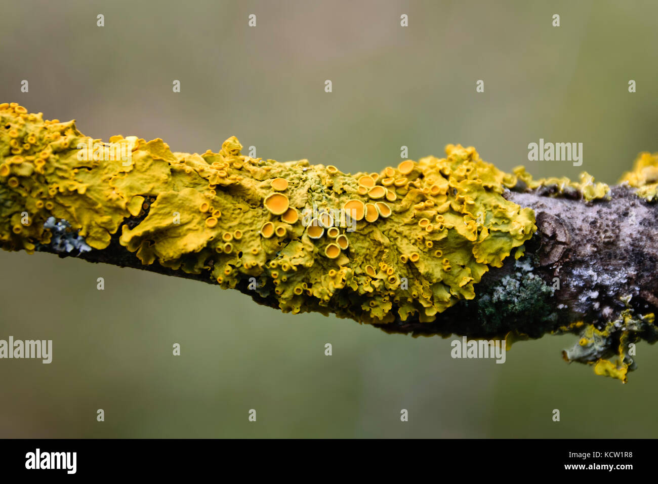 Extreme Close-up of Yellow Xanthoria Parietina Lichen Growing on Branch Stock Photo
