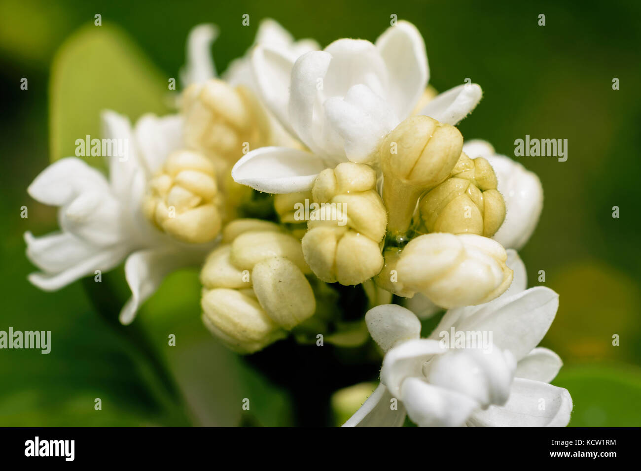 Close-Up Of White Delicate Lilac Or Syringa Vulgaris With Buds During Spring Stock Photo