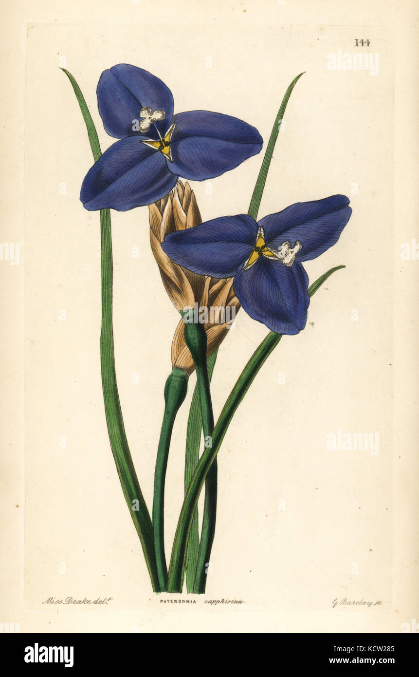 Native iris, Patersonia occidentalis (Sapphire patersonia, Patersonia sapphirina). Handcoloured copperplate engraving by G. Barclay after Miss Sarah Drake from John Lindley and Robert Sweet's Ornamental Flower Garden and Shrubbery, G. Willis, London, 1854. Stock Photo