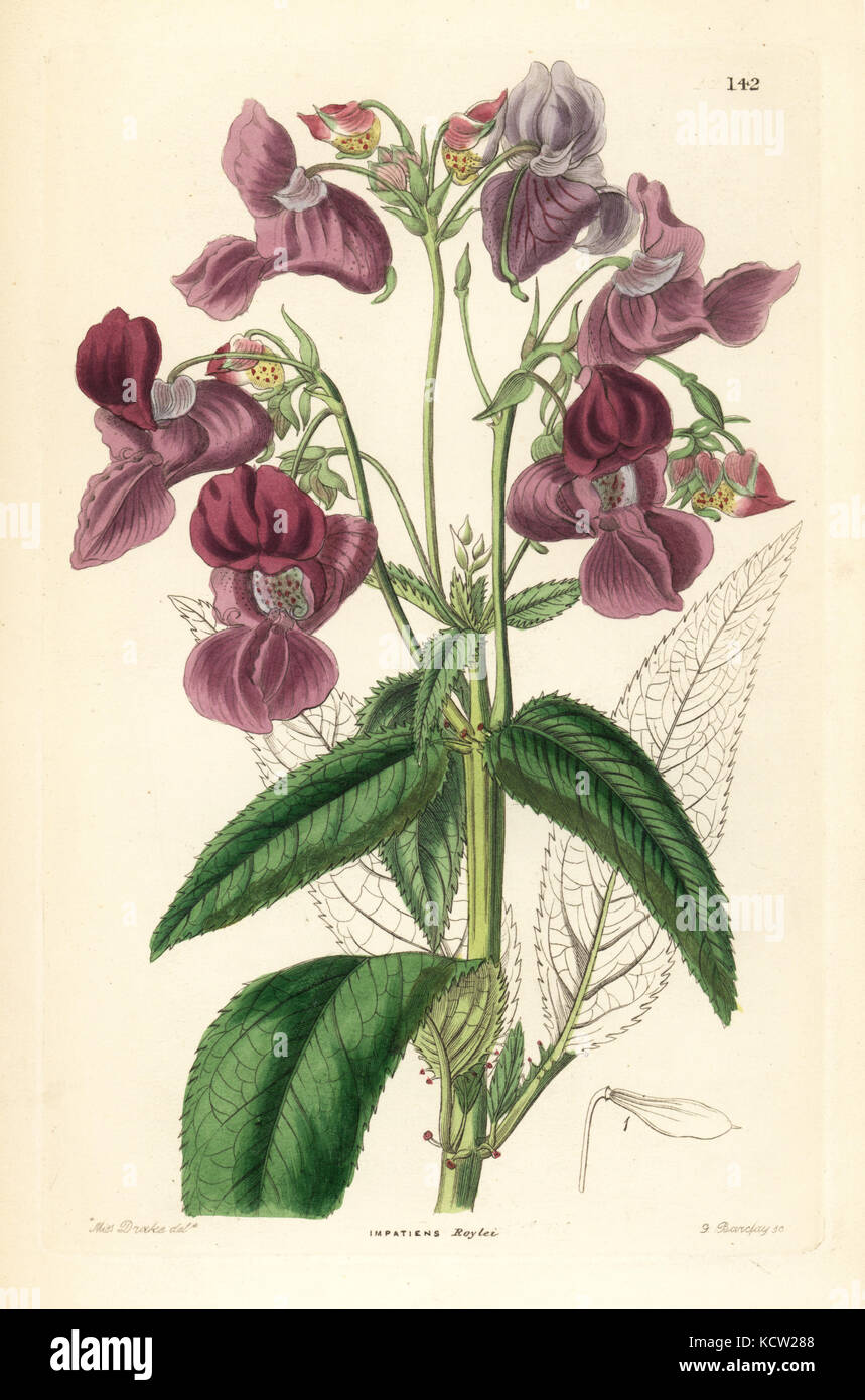 Himalayan balsam, Impatiens glandulifera (Dr. Royle's balsam, Impatiens roylei). Handcoloured copperplate engraving by G. Barclay after Miss Sarah Drake from John Lindley and Robert Sweet's Ornamental Flower Garden and Shrubbery, G. Willis, London, 1854. Stock Photo