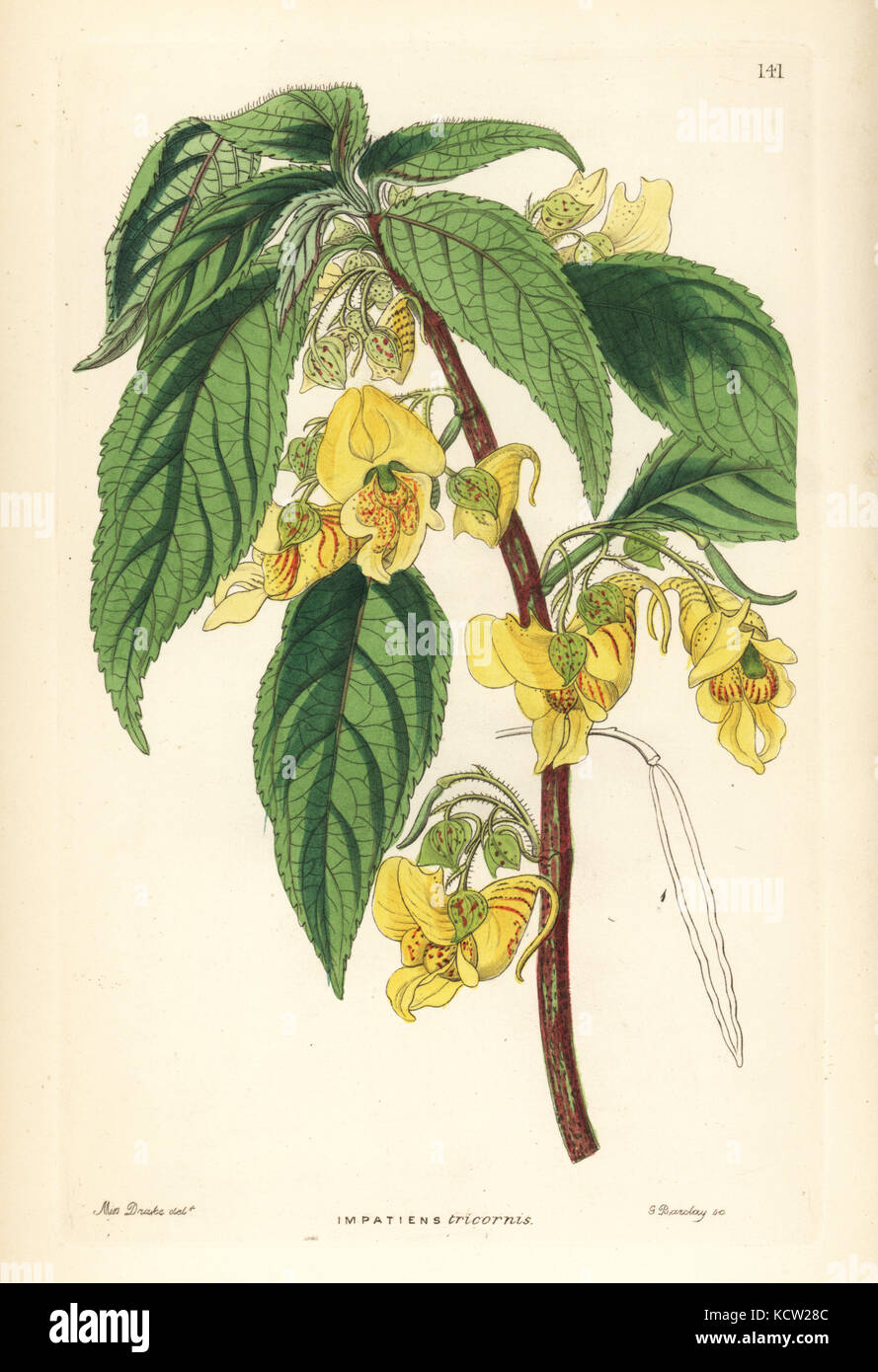 Rindliya or scabby balsam, Impatiens scabrida (Three-horned balsam, Impatiens tricornis). Handcoloured copperplate engraving by G. Barclay after Miss Sarah Drake from John Lindley and Robert Sweet's Ornamental Flower Garden and Shrubbery, G. Willis, London, 1854. Stock Photo