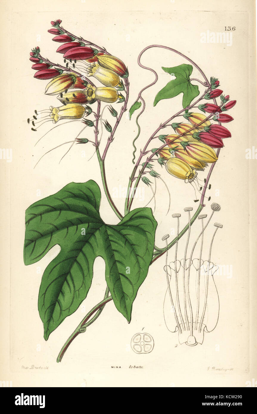 Spanish flag or fire vine, Ipomoea lobata (Lobe-leaved mina, Mina lobata). Handcoloured copperplate engraving by G. Barclay after Miss Sarah Drake from John Lindley and Robert Sweet's Ornamental Flower Garden and Shrubbery, G. Willis, London, 1854. Stock Photo