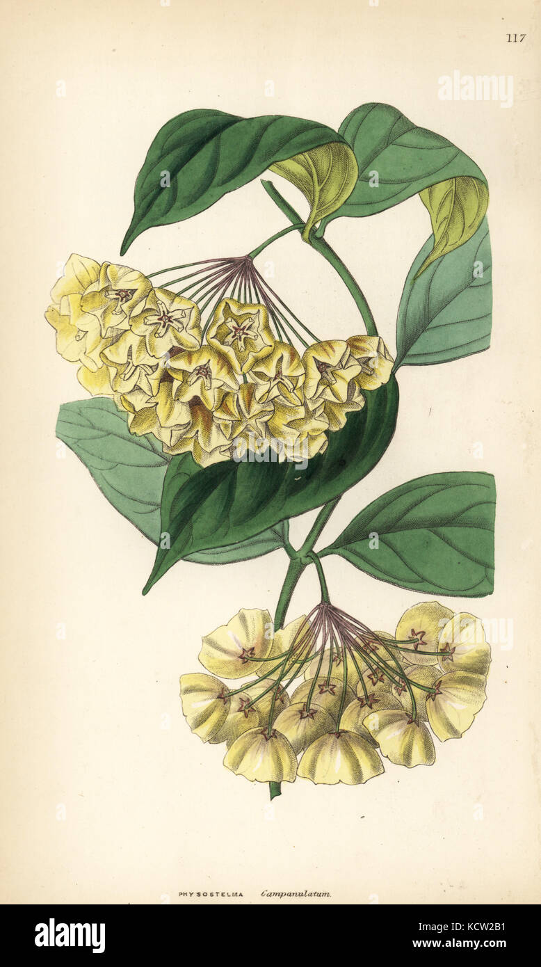 Bell-flowered physostelma, Physostelma campanulatum. Handcoloured copperplate engraving from John Lindley and Robert Sweet's Ornamental Flower Garden and Shrubbery, G. Willis, London, 1854. Stock Photo