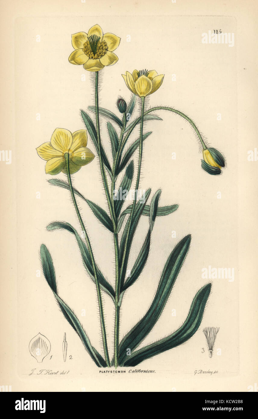 Creamcups or Californian platystemon, Platystemon californicus. Handcoloured copperplate engraving by G. Barclay after J. T. Hart from John Lindley and Robert Sweet's Ornamental Flower Garden and Shrubbery, G. Willis, London, 1854. Stock Photo