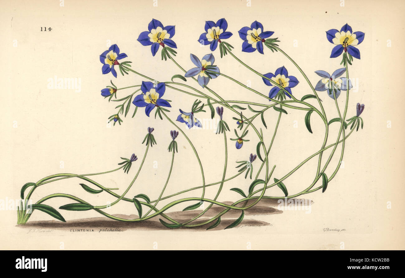 Flatface calicoflower, Downingia pulchella (Pretty clintonia, Clintonia pulchella). Handcoloured copperplate engraving by G. Barclay after J.T. Hart from John Lindley and Robert Sweet's Ornamental Flower Garden and Shrubbery, G. Willis, London, 1854. Stock Photo
