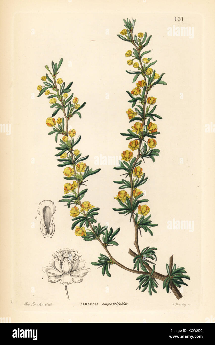 Crowberry-leaved berberry, Berberis empetrifolia. Handcoloured copperplate engraving by G. Barclay after Miss Sarah Drake from John Lindley and Robert Sweet's Ornamental Flower Garden and Shrubbery, G. Willis, London, 1854. Stock Photo