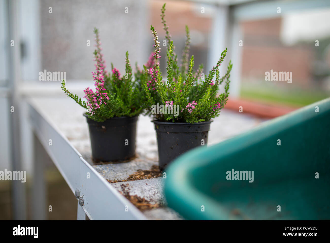 Young pink heather in plant pots taken in a green house or potting shed