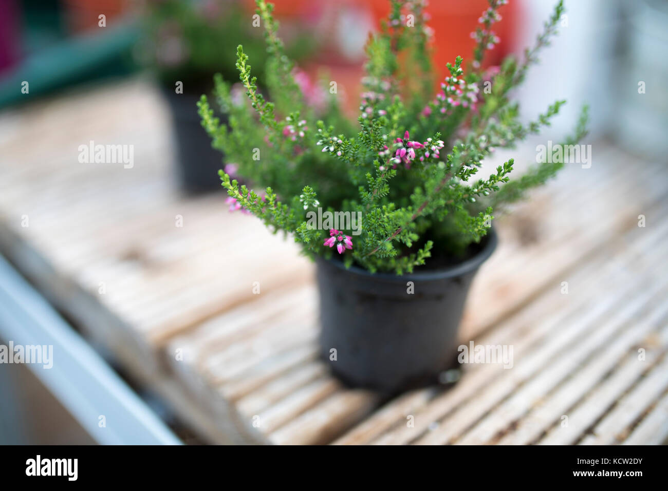 Close up of heathers in pink taken in a green house or potting shed in England, UK Stock Photo