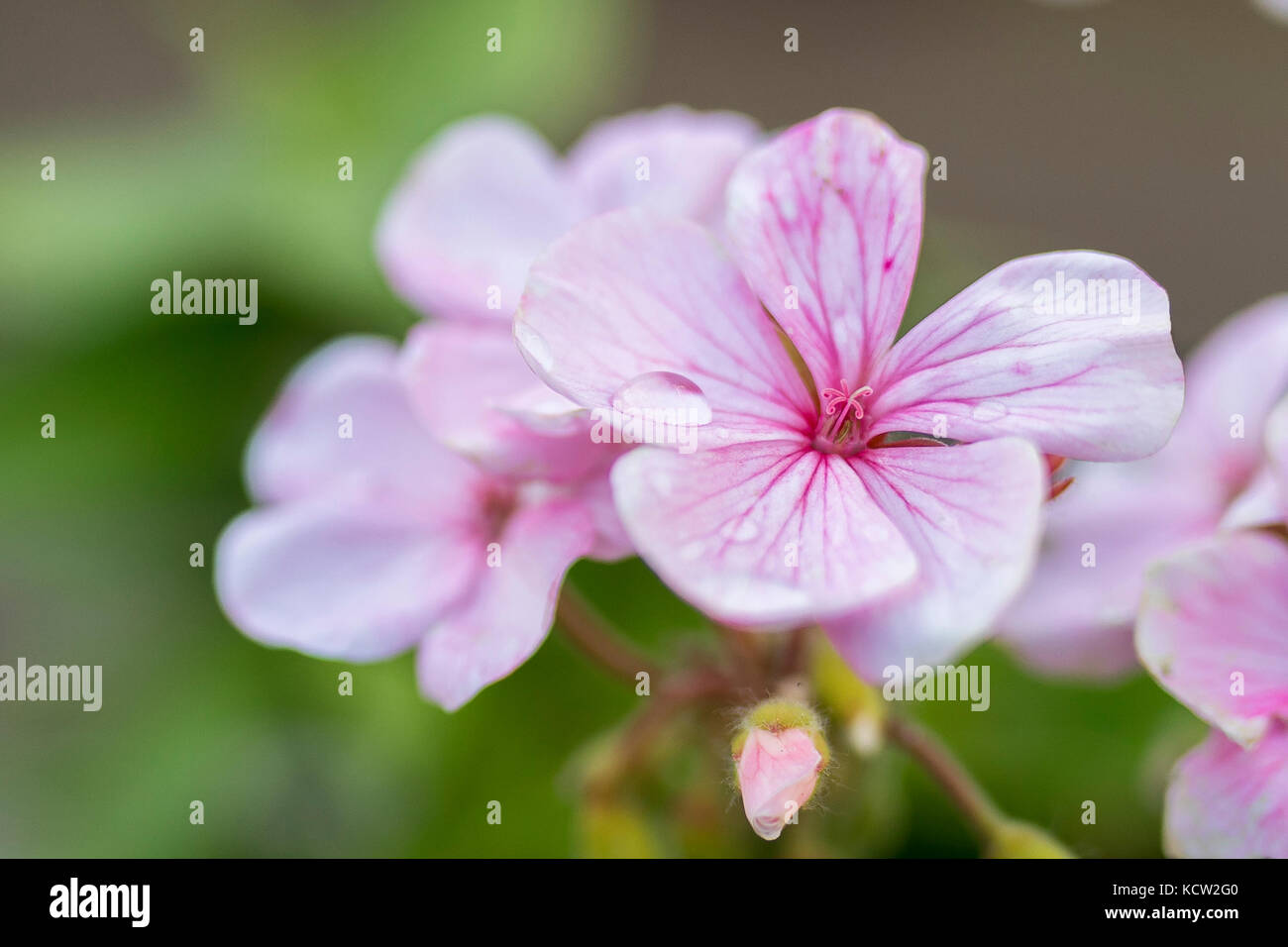Pink flower of Geranium, Pelargonium x hortorum L.H.Bail (Geraniaceae) Stock Photo