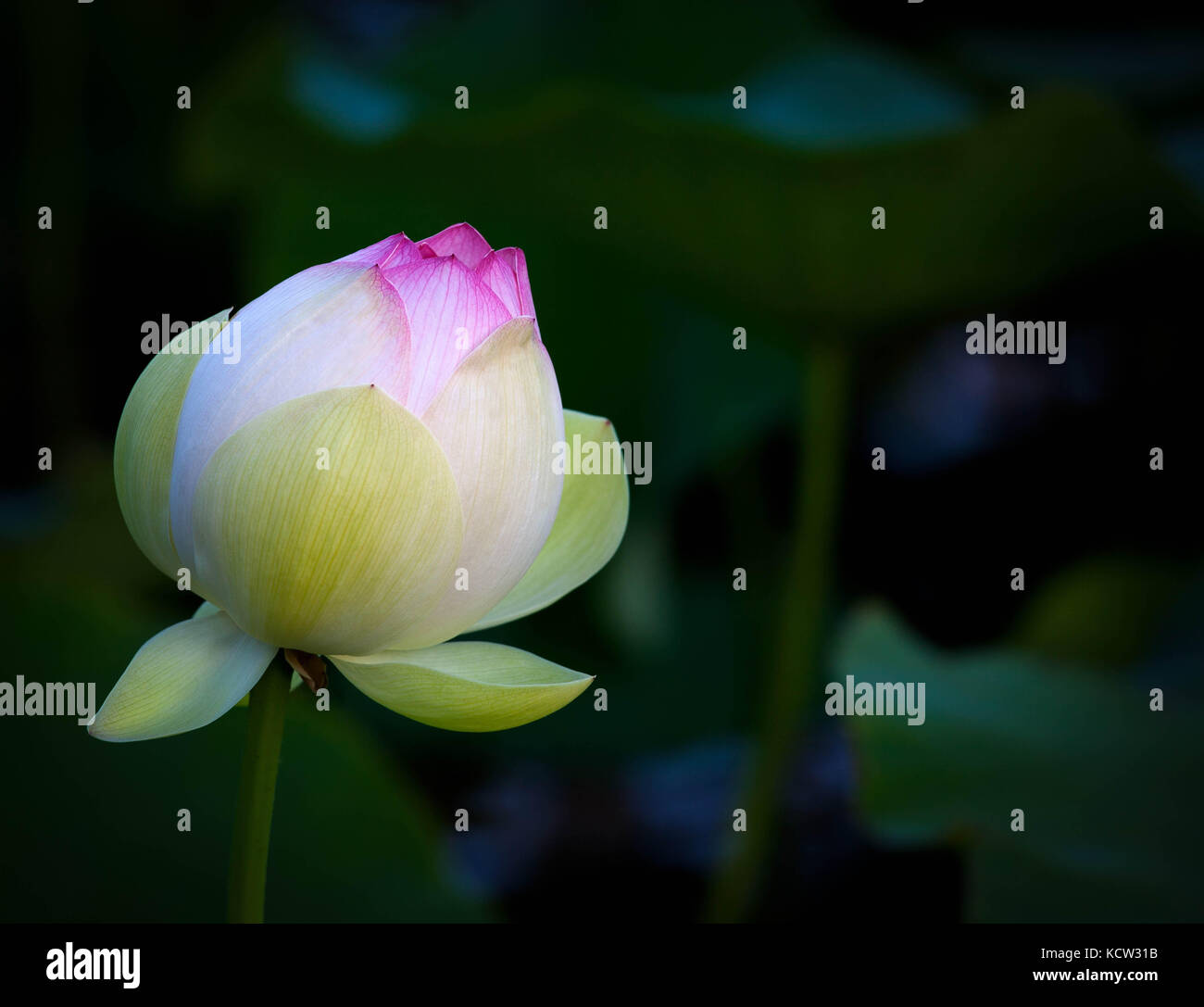 Pink Lotus flower opening Stock Photo Alamy