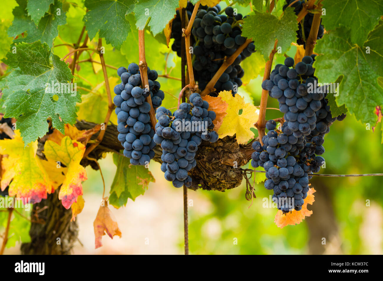 Ripe red wine grape ready to harvest, South France Stock Photo Alamy