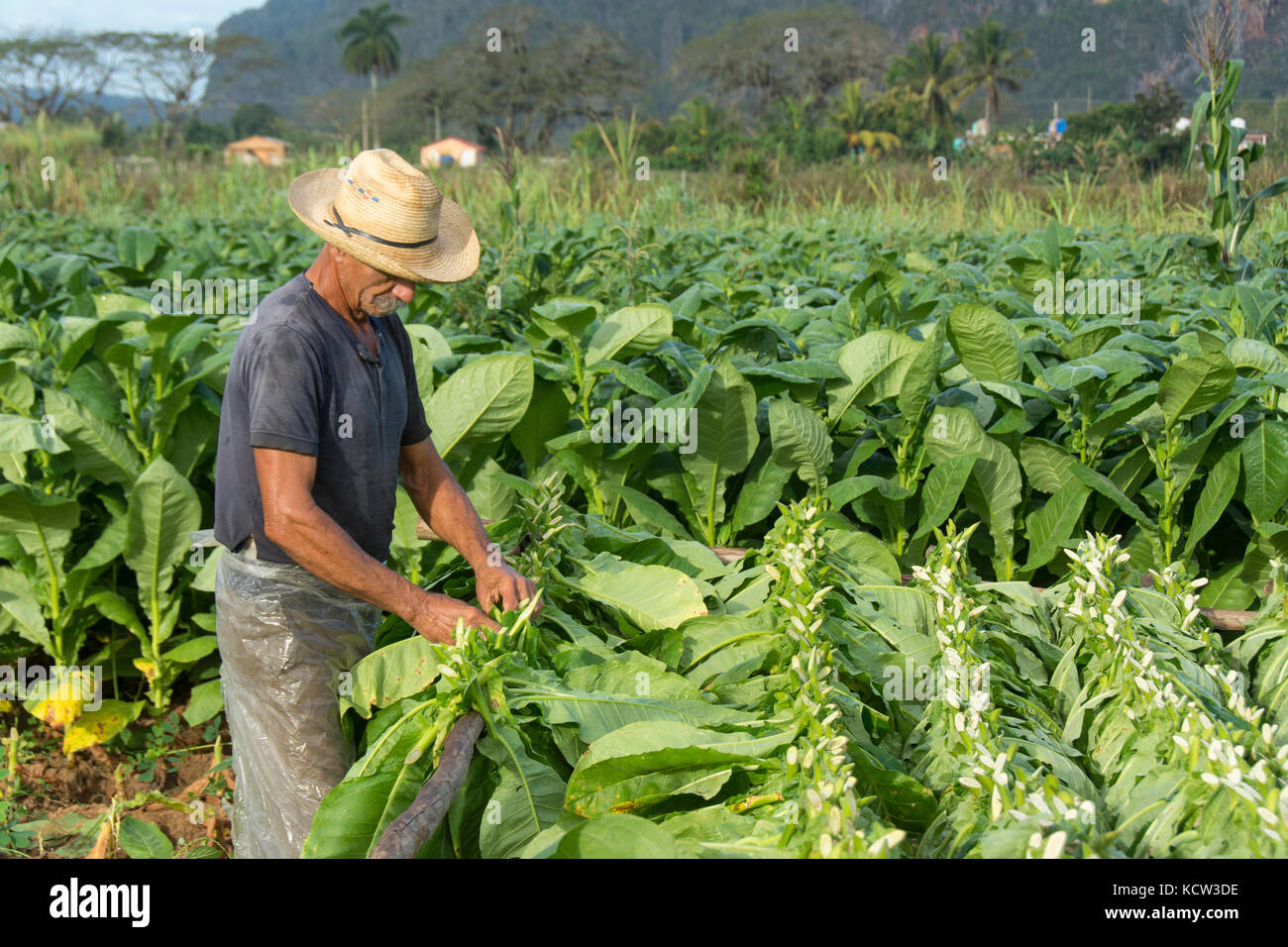 vinales tobacco farm Farm worker harvesting tobacco, Vinales, Cuba Stock Photo vinales tobacco farm Farm worker harvesting tobacco, Vinales, Cuba Stock Photo
