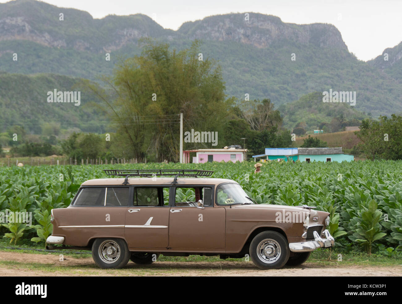 Chevrolet wagon by tobacco fileds, Trinidad,  Cuba Stock Photo