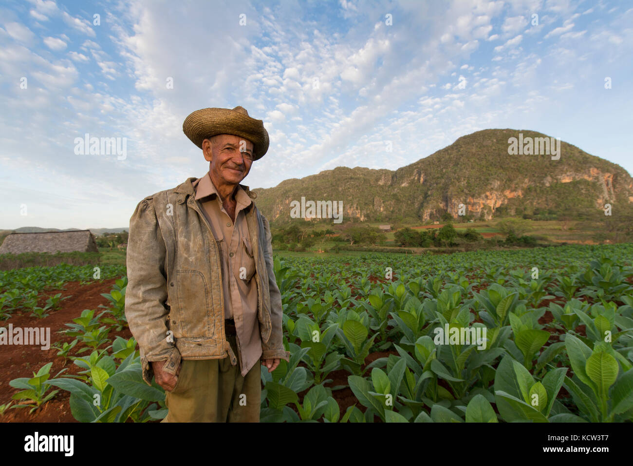 Tobacco farmer and ripe tobacco plants, Vinales, Cuba Stock Photo