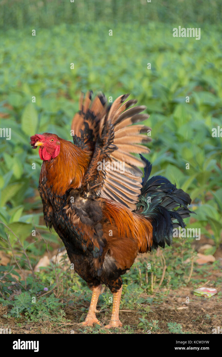 Chicken with its wings out streched vinales hires stock photography