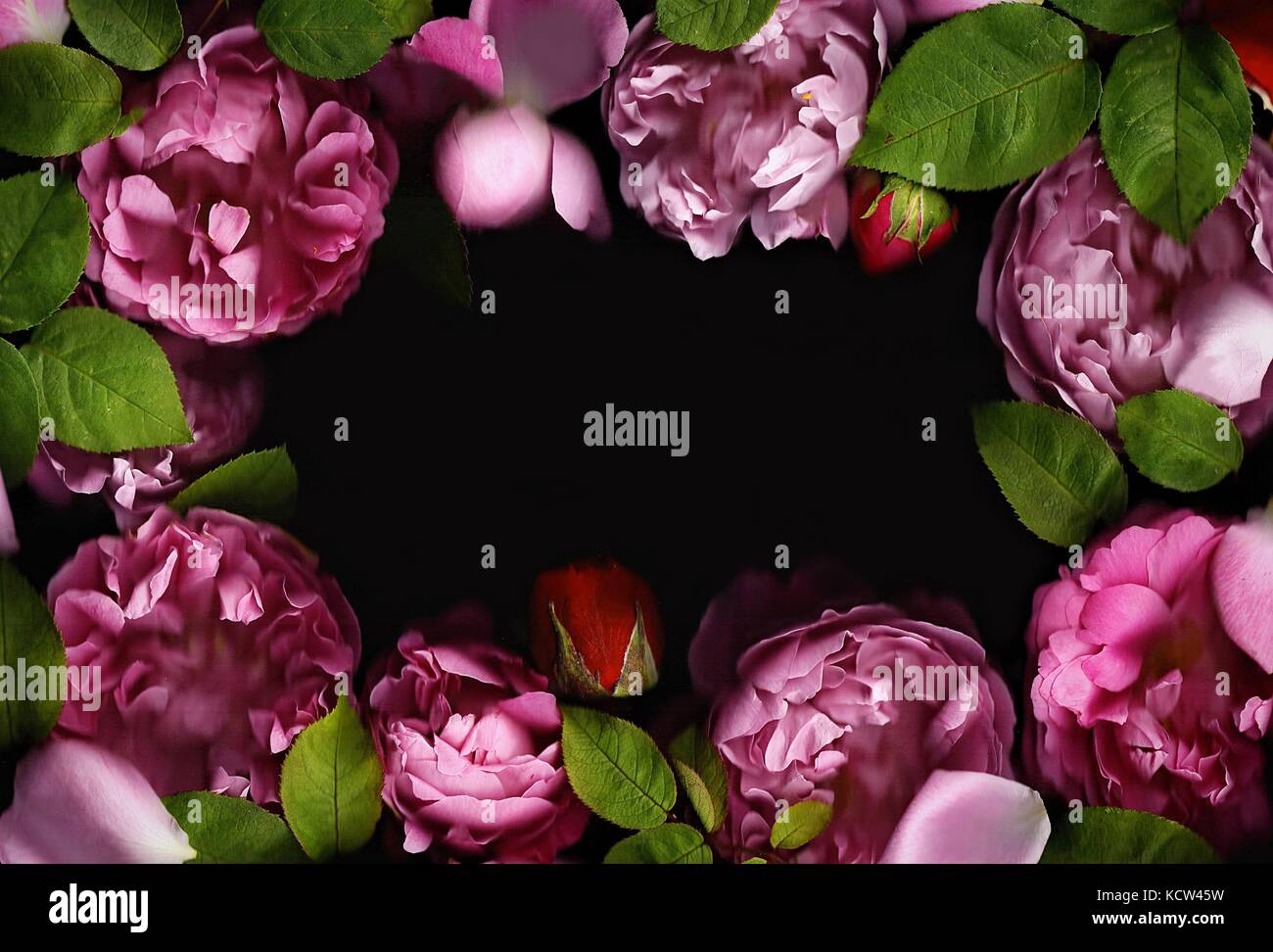 Wreath Of Pink Roses On A Black Deep Background With A Place For An Stock Photo Alamy