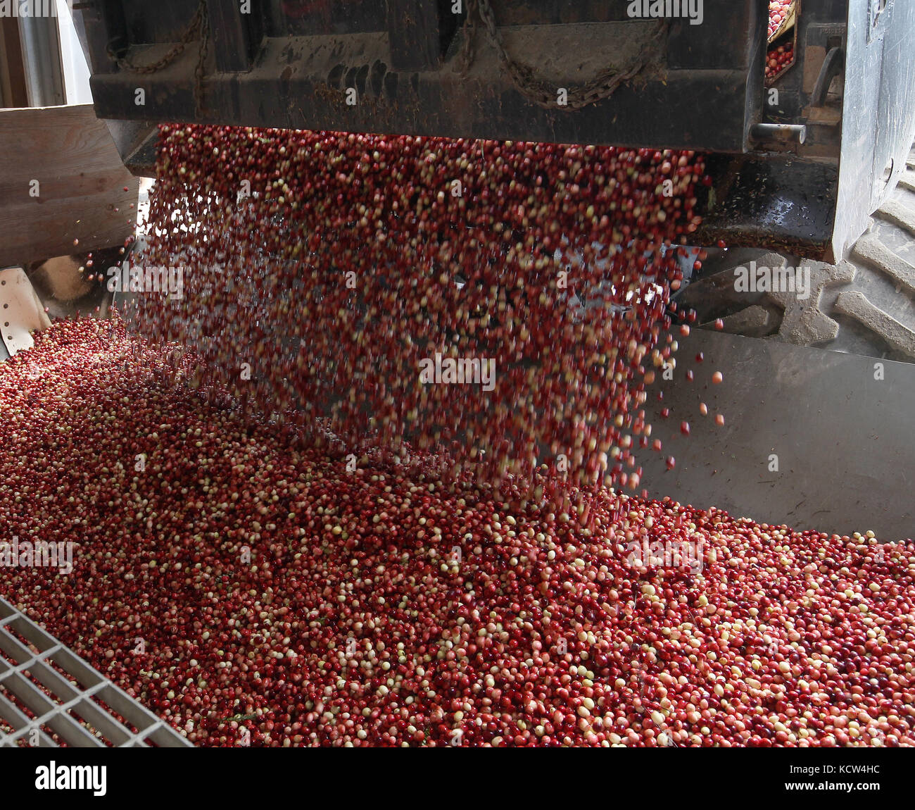 Cranberries are harvested around Warrens and Tomah, Wisconsin in October. Stock Photo