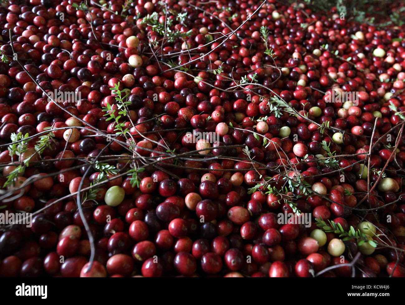 Cranberries are harvested around Warrens and Tomah, Wisconsin in