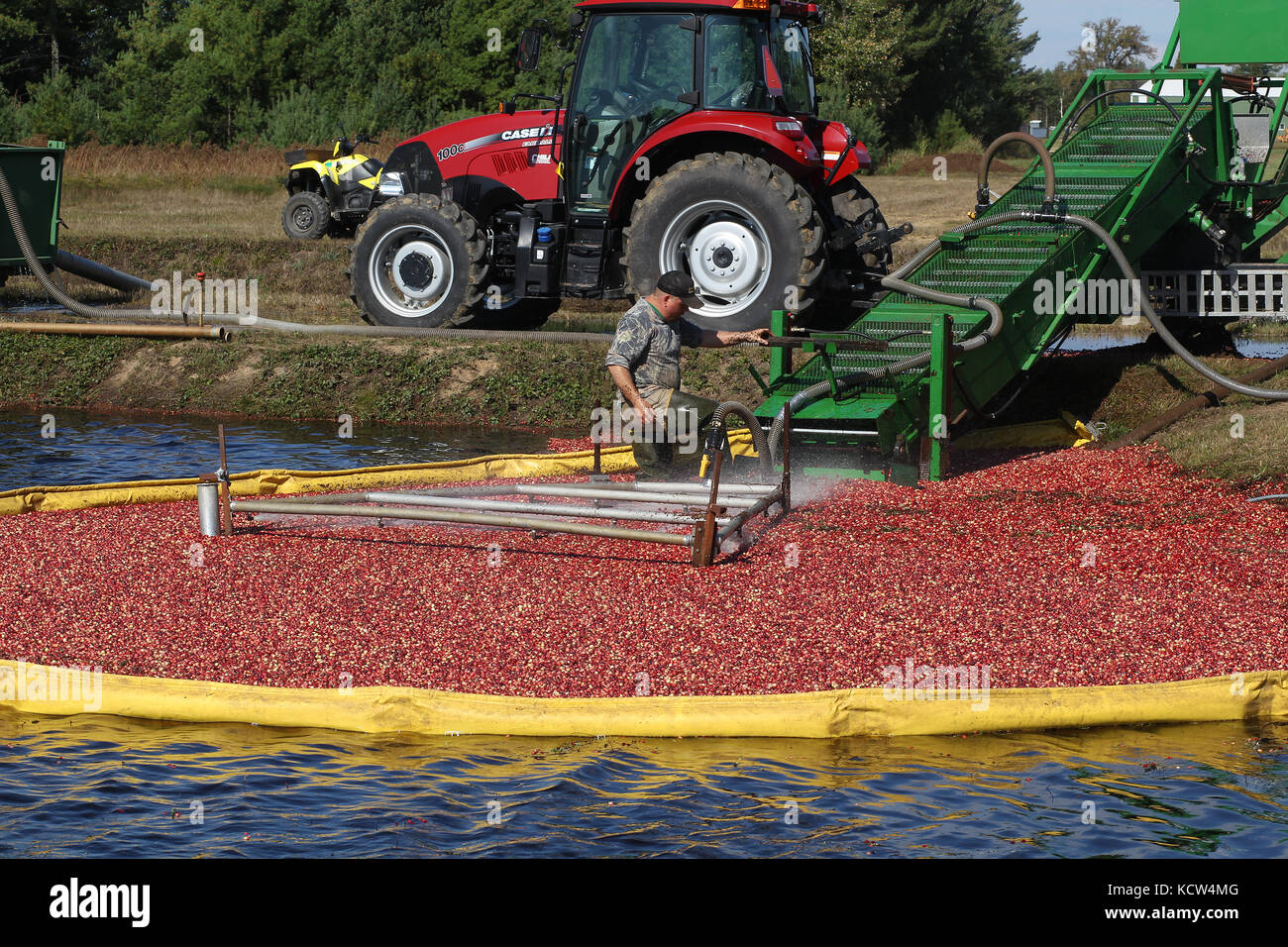 Cranberries are harvested around Warrens and Tomah, Wisconsin in October. Stock Photo