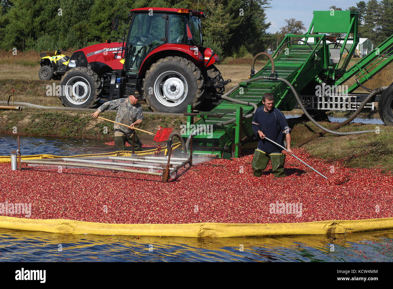 Cranberries are harvested around Warrens and Tomah, Wisconsin in October. Stock Photo
