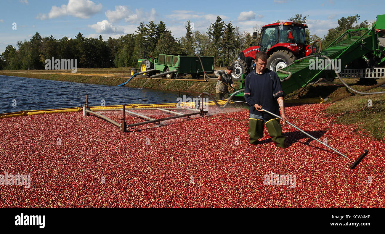 Cranberries are harvested around Warrens and Tomah, Wisconsin in