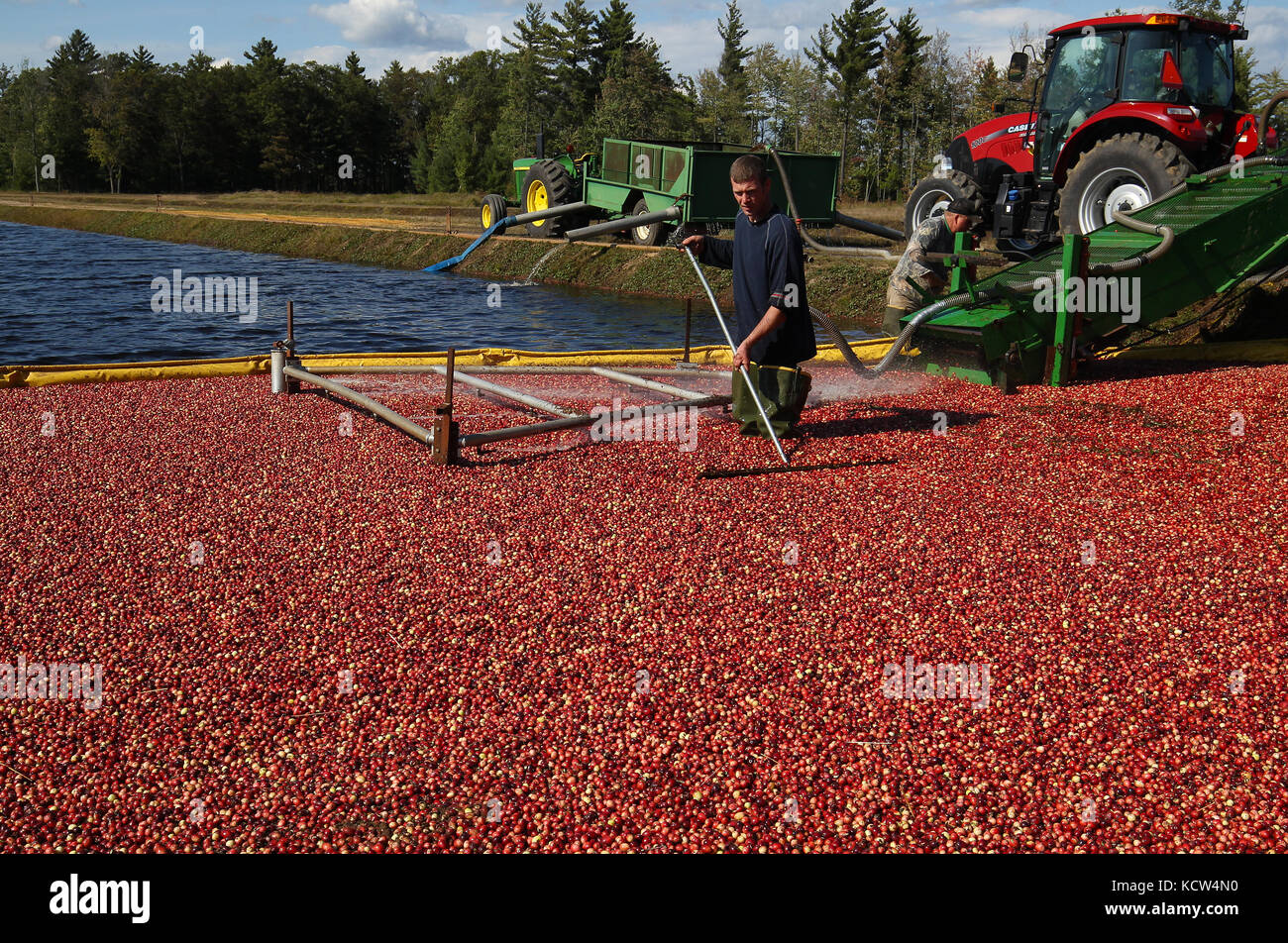 Cranberries are harvested around Warrens and Tomah, Wisconsin in October Stock Photo Alamy