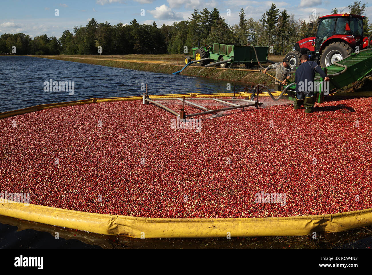 Cranberries are harvested around Warrens and Tomah, Wisconsin in October. Stock Photo