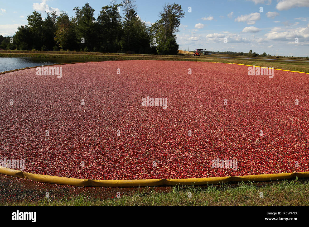 Cranberries are harvested around Warrens and Tomah, Wisconsin in