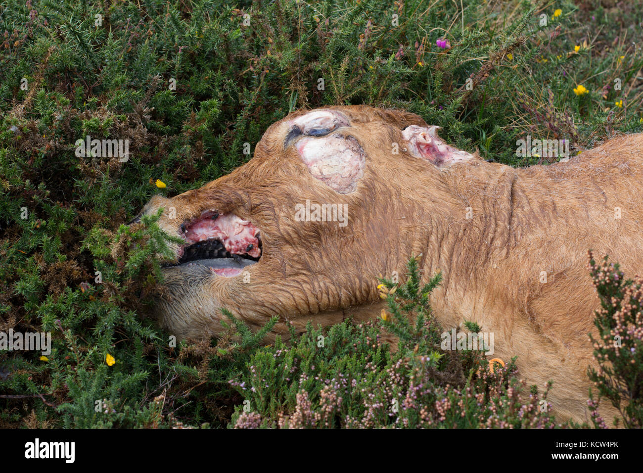 Dead cow Stock Photo