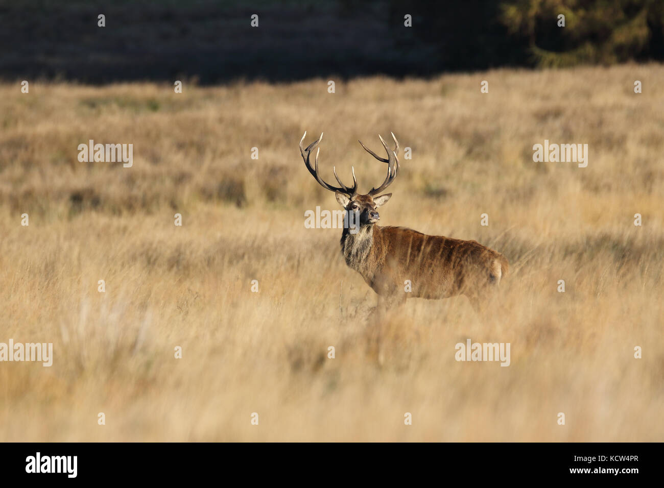 Red Deer (Cervus elaphus) in rut in Cheshire, UK Stock Photo