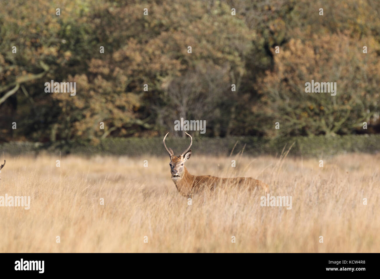 Red Deer (Cervus elaphus) in rut in Cheshire, UK Stock Photo