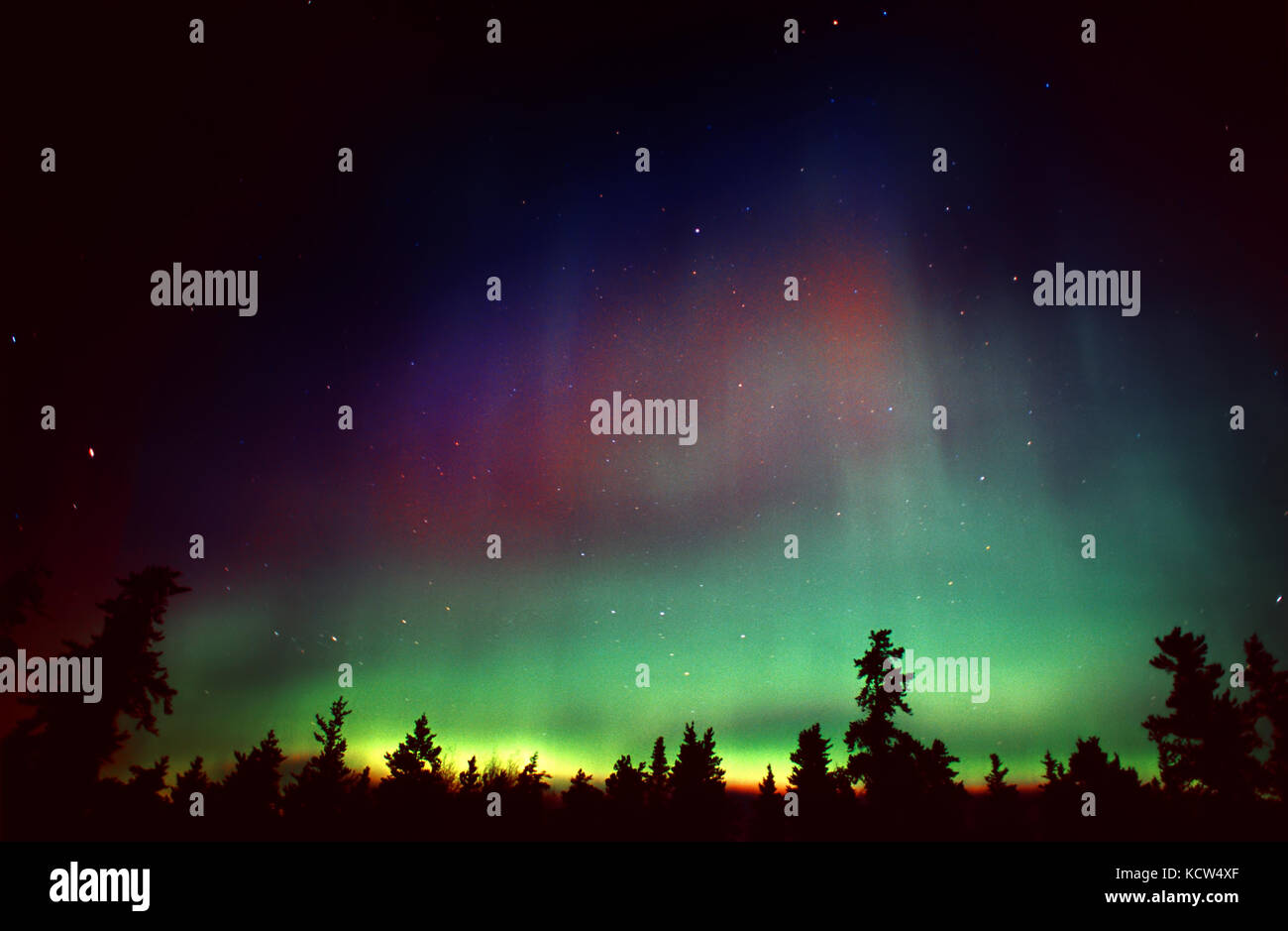 Northern lights (Aurora borealis) and forest Sandilands Provincial