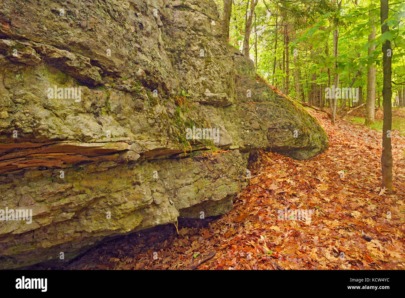 Rock and leaves, Thousand Islands National Park, Ontario, Canada Stock Photo