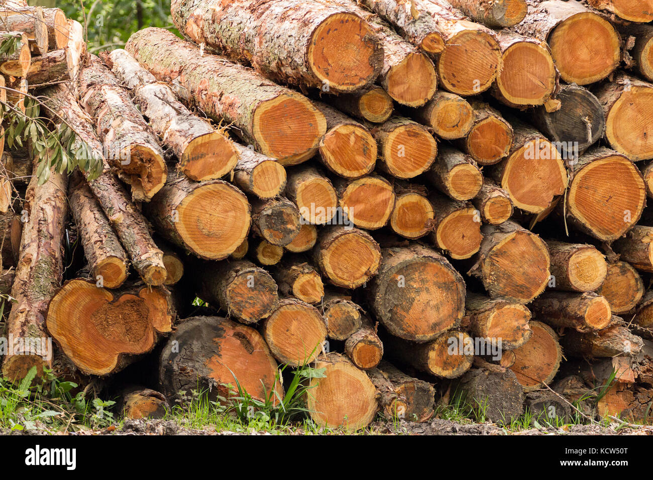 Pile of felled trees in woodland clearing at a nature park in Northan