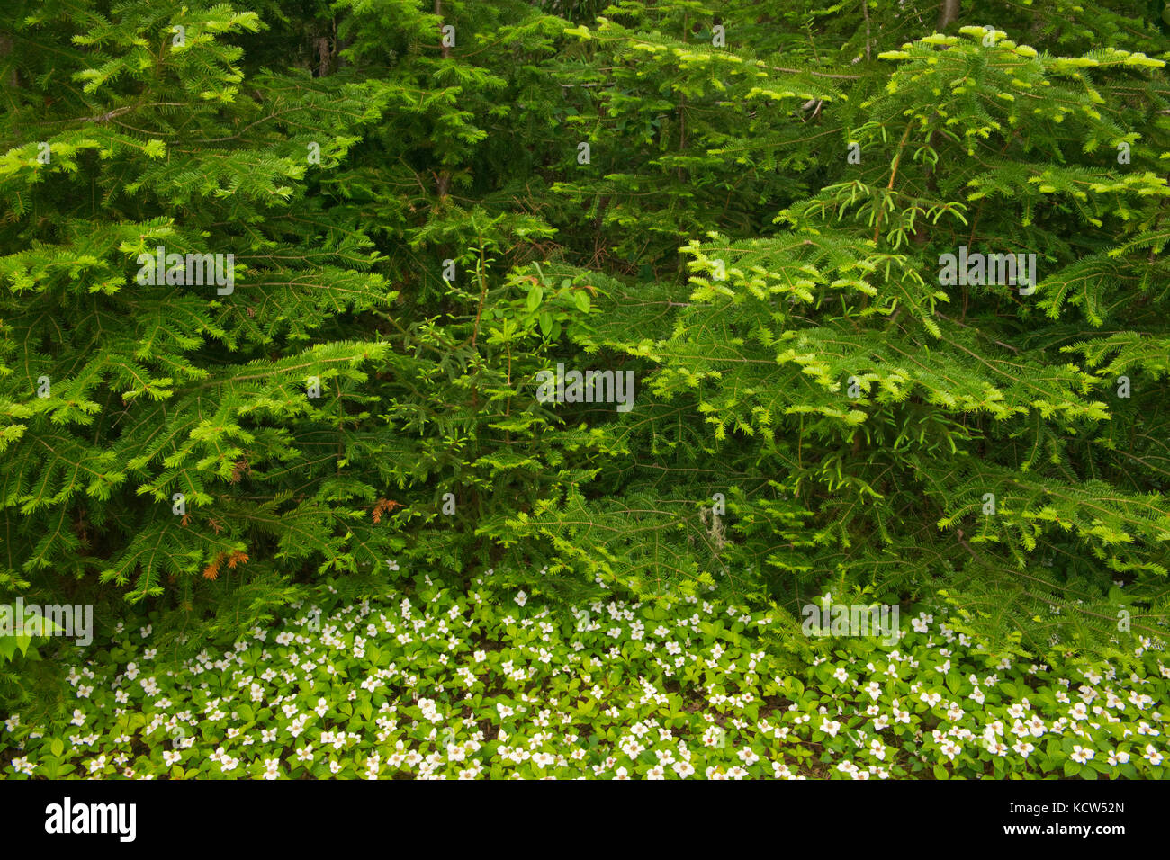 Bunchberries (Cornus canadensis) in the Laurentian Mountains, Parc national des Laurentides, Quebec, Canada Stock Photo